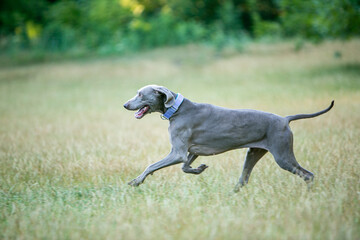 Weimaraner in wild flowers