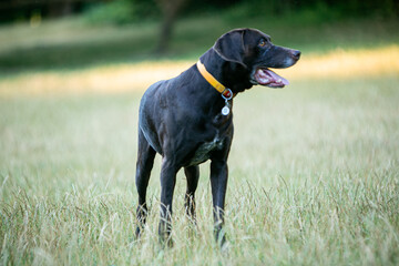 Weimaraner in wild flowers