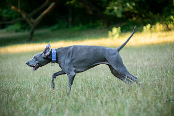 Weimaraner in wild flowers