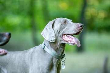 Weimaraner in wild flowers