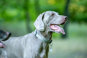 Weimaraner in wild flowers