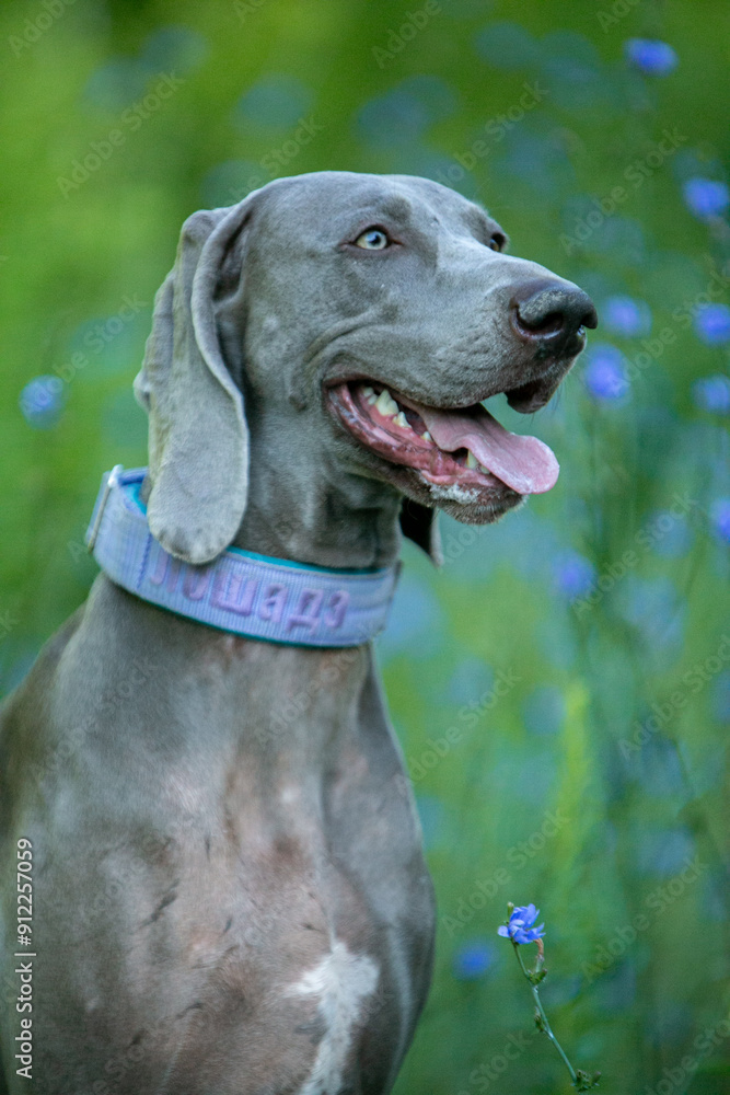 Wall mural weimaraner in wild flowers