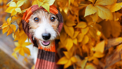 Happy smiling pet dog wearing warm scarf. Cold autumn, fall, winter, flu or animal clothing...