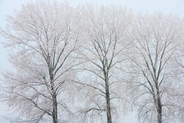Winter in The Netherlands; row of three frost covered trees against hazy sky