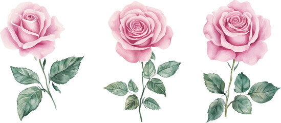 A set of pink roses with leaves, vector illustration on white background