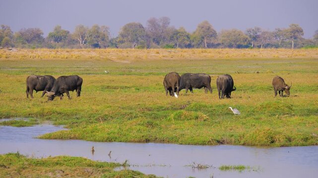 Group of six Cape buffalo (Syncerus caffer) bulls grazing on the floodplain of the Okavango river, Bwabwata National Park Namibia