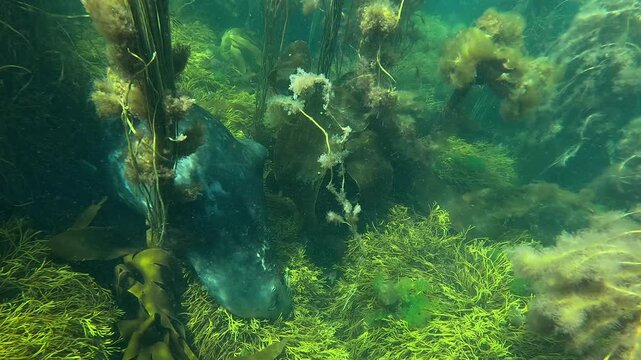 A close-up underwater shot of an adult grey seal (Halichoerus grypus) dozing at the bottom of the water among the algae, then looking at the camera. Filmed in Brittany, France, in the Atlantic Ocean.
