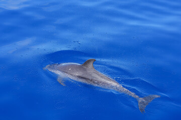 Fleckendelfin im Meer vor der Insel Fajal © Markus Kammermann
