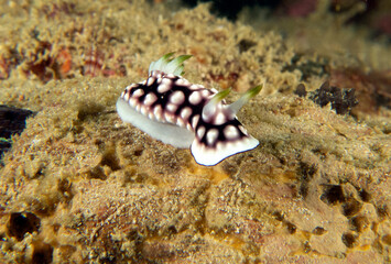 A Goniobranchus geometricus nudibranch crawling on soft coral Boracay Island Philippines