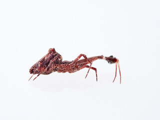 Feather legged Lace Weaver. Uloborus plumipes