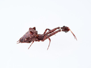 Feather legged Lace Weaver. Uloborus plumipes