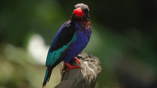 a beautiful bird called Javan kingfisher is enjoying the daytime atmosphere while perched on wood