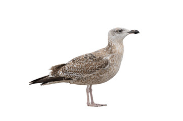 White gull Larus michahellis fuscus isolated on white background
