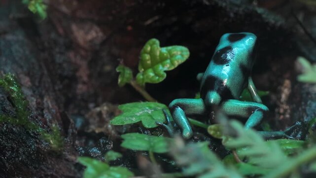 Footage Poison dart frogs microspot closeup on moss, Dendrobates auratus microspot hunt fruit flies to eat