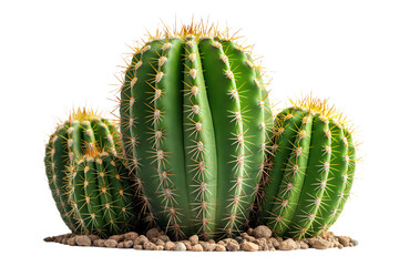 Cactus in front of white background, isolated, nature photography transparent PNG