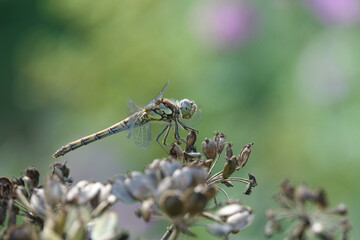 female common darter dragonfly (Sympetrum striolatum)