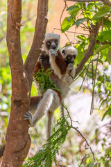 Africa, Madagascar, Anosy, Berenty Reserve. Ring-tailed lemur, Lemur catta. Portrait