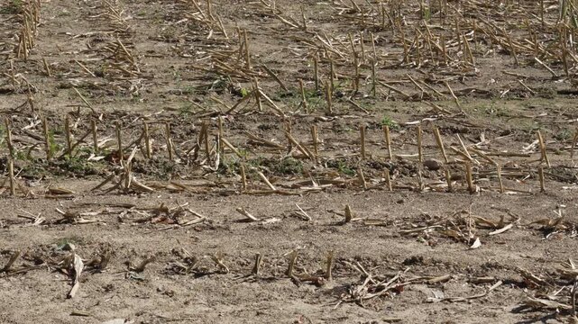 Effect of no rain, agriculture farm land drought, dry ground soil, dead crop