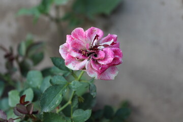 Beautiful garden Rose blooming in a garden