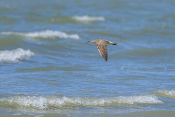 A Whimbrel in flight on a sunny day