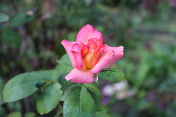 Beautiful garden Rose blooming in a garden