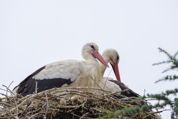 Two White Storks sitting in the nest
