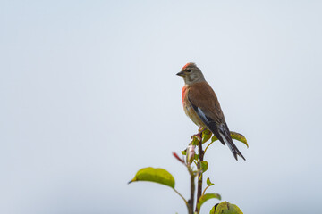 A male Common Linnet sitting on a small twig
