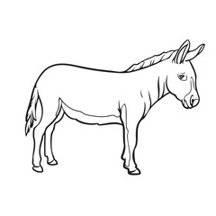 donkey drawing with line art syle. you can give color you want. easy to edit. donkey vector illustrations