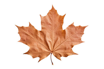 A Single Autumn Maple Leaf Isolated Against A White Background on a White or Clear Surface PNG Transparent Background.