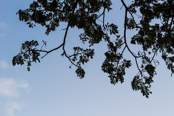 Silhouette of a tree against a bright blue sky background