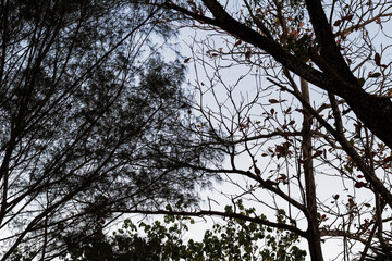 Silhouette of a tree against a bright blue sky background