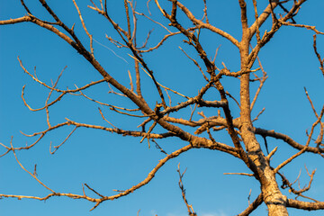 Tree Branches with Bright Blue Sky Background