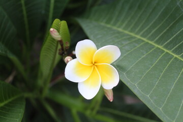 Frangipani, Plumeria, calachuchi or paucipan © Najeeb Ullah