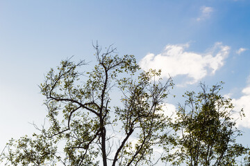 Tree Branches with Bright Blue Sky Background