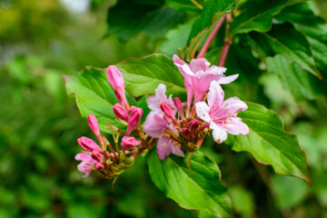 Many light pink flowers of Weigela florida plant with flowers in full bloom in a garden in a sunny spring day, beautiful outdoor floral background photographed with soft focus.