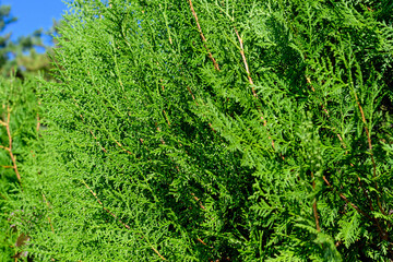 Fototapeta premium Many small vivid green leaves of Thuja coniferous tree, commonly known asarborvitaes, thujas or cedars in a garden in a sunny summer day.