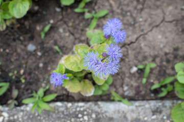 Large group of blue flowers of Ageratum houstonianum plant commonly known as lossflower, bluemink, blueweed or Mexican paintbrush in a a garden in a sunny summer garden, textured floral background.