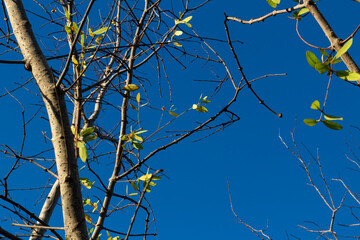 Tree Branches with Bright Blue Sky Background