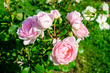 Large green bush with many fresh vivid pink roses and green leaves in a garden in a sunny summer day, beautiful outdoor floral background photographed with soft focus.