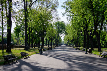Landscape with old green trees and grey alley in Mogosoaia Park (Parcul Mogosoaia), a weekend attraction close to  Bucharest, Romania, in a sunny spring day.