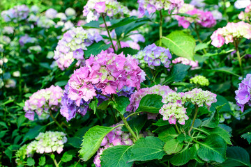 Magenta pink hydrangea macrophylla or hortensia shrub in full bloom in a flower pot, with fresh green leaves in the background, in a garden in a sunny summer day.