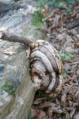 mushroom grew on a fallen tree
