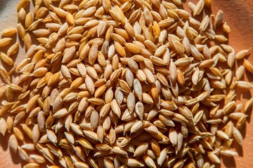 Background or texture of Unpeeled barley grains