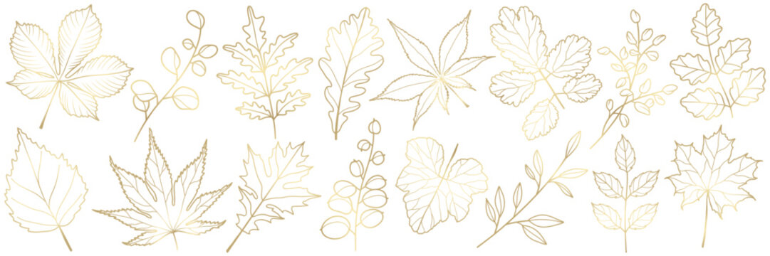 Autumn golden leaves and branches in line art style. Set of vector botanical plant engraving elements for background, wallpaper, card, pattern, print