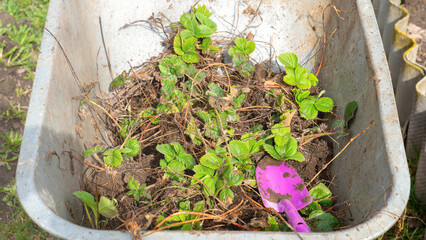strawberry cultivation. The rise in prices for growing strawberries. Growing strawberries in the country. High quality photo