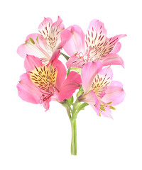 Obraz premium Beautiful pink alstroemeria flowers isolated on white