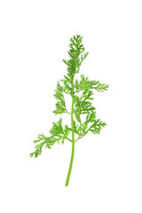 One green carrot twig isolated on white