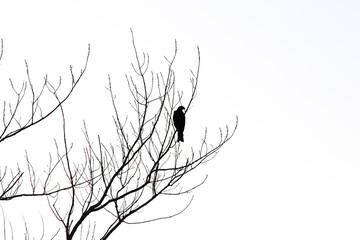 Silhouette of a bird of prey perched on a leafless tree branch. Bird. Ornithology. Copy space.