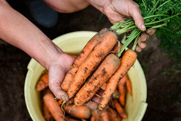 A hand holding a bunch of carrots from the garden patch.