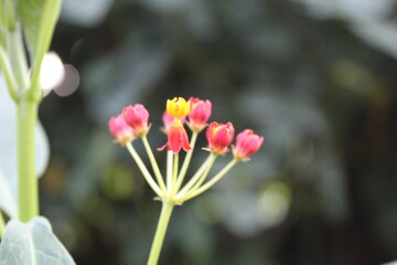 Mexican Butterfly Weed, tropical milkweed or Asclepias curassavica
